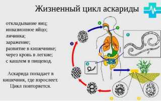 Аскаридоз схема лечения у взрослых