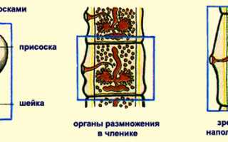 Как выглядит рыбный солитер