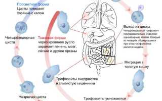 Дизентерийная амеба какое царство