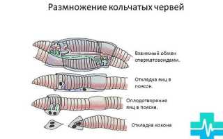 Кольчатые черви чем питаются