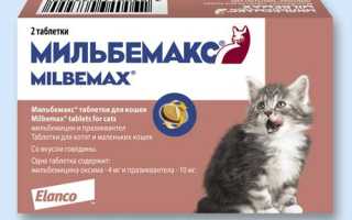 Аскаридоз у котят симптомы лечение