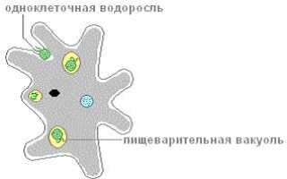 Амеба протей относится к типу