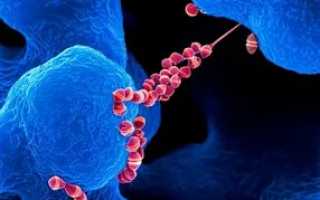 Streptococcus mitis в горле