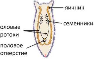 Значение плоских червей кратко