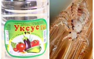 Как вычесать гнид с уксусом