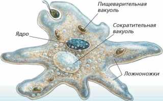 Амеба обыкновенная на латыни