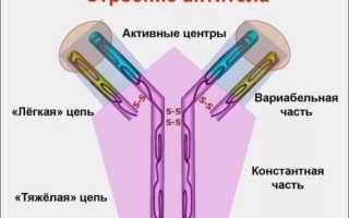 Анализ крови на антитела igg